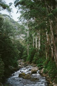 A tranquil forest scene featuring a flowing stream surrounded by tall trees and vibrant greenery.